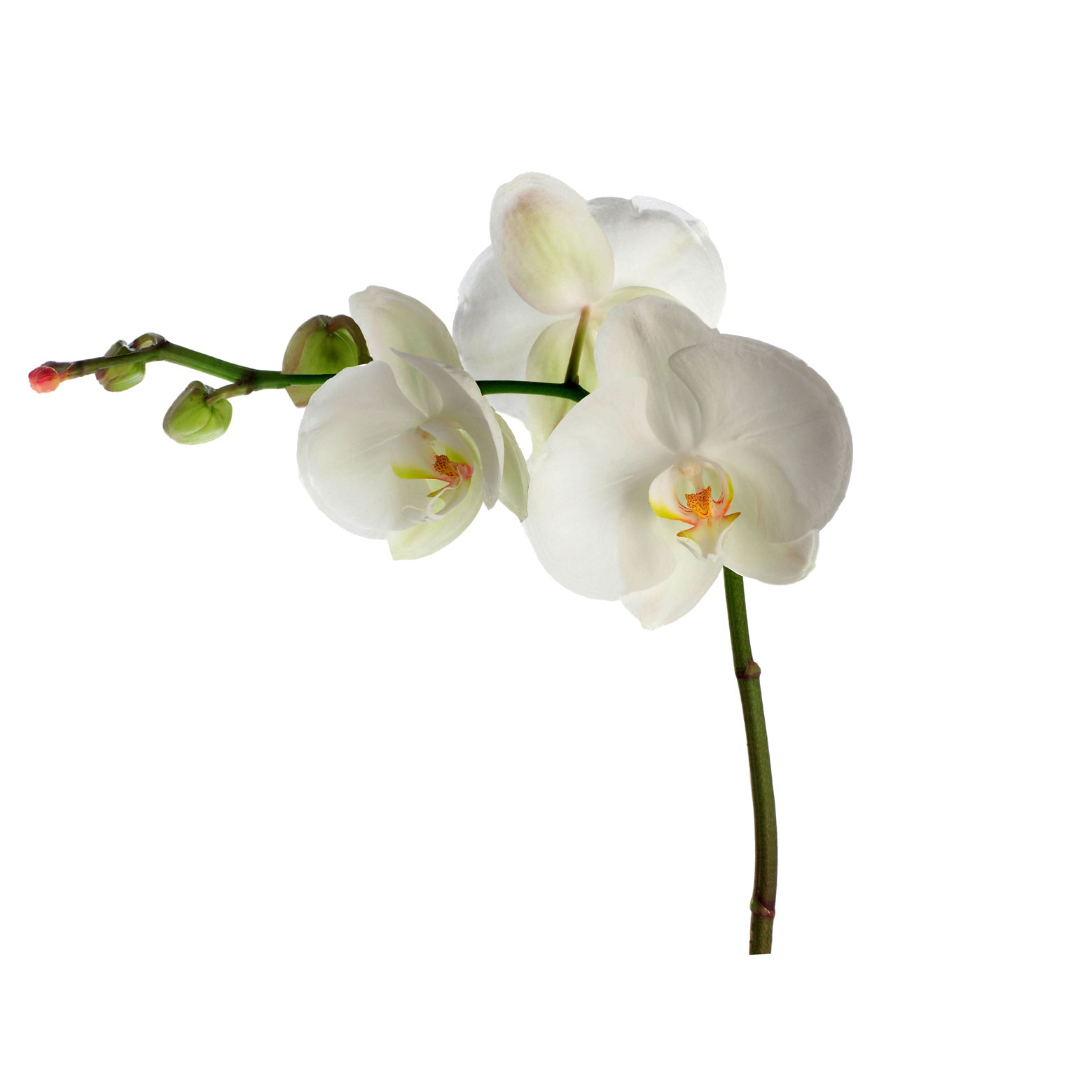Orchid giant wall sticker from B&Q Orchid giant wall sticker from B&Q | Wall sticker | Wall Stickers | Wall Decal | Decals| PHOTO GALLERY | Style at Home | HousetoHome.co.uk