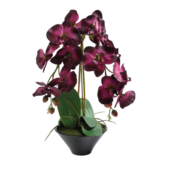 Orchid from Matalan | Living room bargain buys - 10 of the best | Living room | PHOTO GALLERY | Style at Home | Housetohome.co.uk