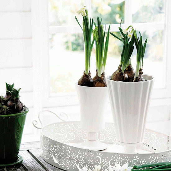 Plant bulbs | Gardening calendar August | housetohome.co.uk