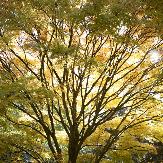 Acer palmatum 'Sango kaku' autumn foliage | Garden | PHOTO GALLERY | Homes & Gardens | Housetohome.co.uk