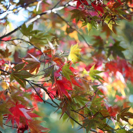 Acer palmatum autumn foliage | Garden | PHOTO GALLERY | Homes & Gardens | Housetohome.co.uk