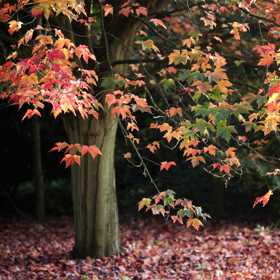Acer rubrum autumn foliage | Garden | PHOTO GALLERY | Homes & Gardens | Housetohome.co.uk