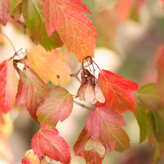 Acer tataricum autumn foliage | Garden | PHOTO GALLERY | Homes & Gardens | Housetohome.co.uk