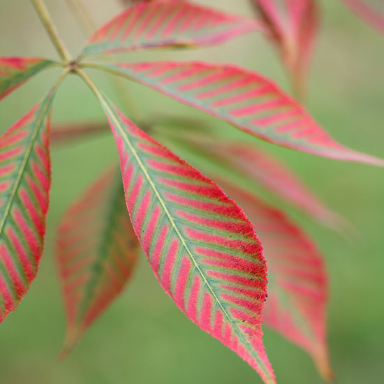 Aesculus glabra (Ohio buckeye) autumn foliage | Garden | PHOTO GALLERY | Homes & Gardens | Housetohome.co.uk