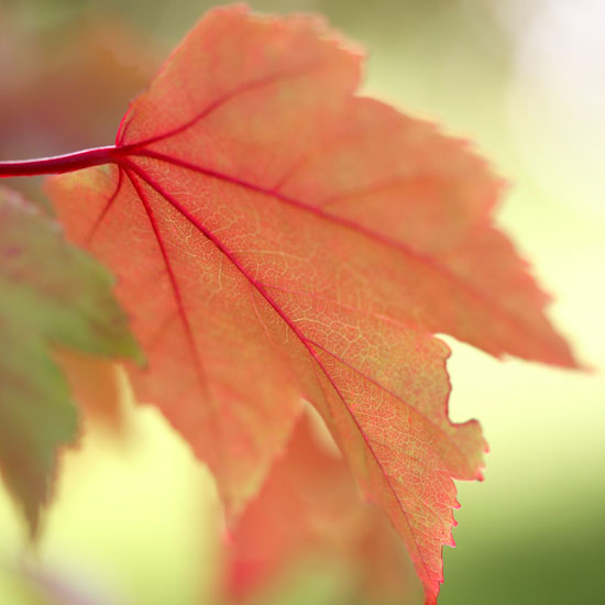 Where to buy autumn foliage | Garden | PHOTO GALLERY | Homes & Gardens | Housetohome.co.uk