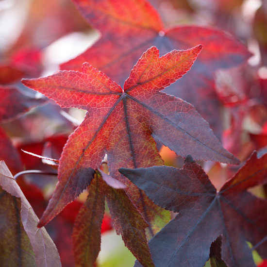 Liquidambar styraciflua 'Kia' autumn foliage | Garden | PHOTO GALLERY | Homes & Gardens | Housetohome.co.uk