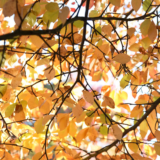 Nyssa sylvatica autumn foliage | Garden | PHOTO GALLERY | Homes & Gardens | Housetohome.co.uk