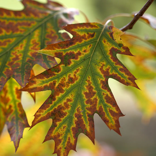 Oak leaves autumn foliage | Garden | PHOTO GALLERY | Homes & Gardens | Housetohome.co.uk