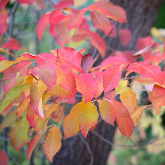 Where to see autumn foliage | Garden | PHOTO GALLERY | Homes & Gardens | Housetohome.co.uk