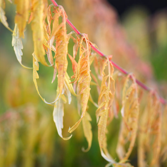 Rshus typhina 'Bailtiger' autumn foliage | Garden | PHOTO GALLERY | Homes & Gardens | Housetohome.co.uk
