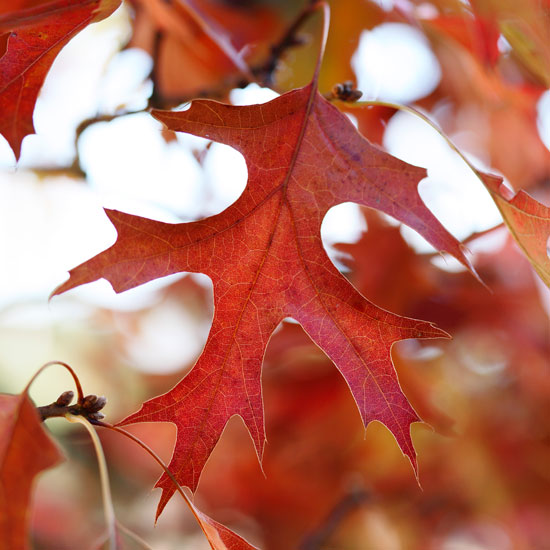 Scarlet oak Quercus coccinea 'Splendens' autumn foliage | Garden | PHOTO GALLERY | Homes & Gardens | Housetohome.co.uk