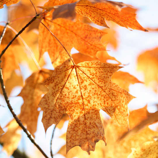 In season: autumn foliage