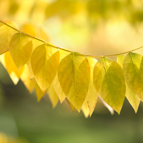 Yellow autumn foliage | Garden | PHOTO GALLERY | Homes & Gardens | Housetohome.co.uk