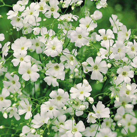 Plants to try growing from seed this autumn Gypsophila 'Covent Garden' plant | Garden | PHOTO GALLERY | Homes & Gardens | Housetohome.co.uk
