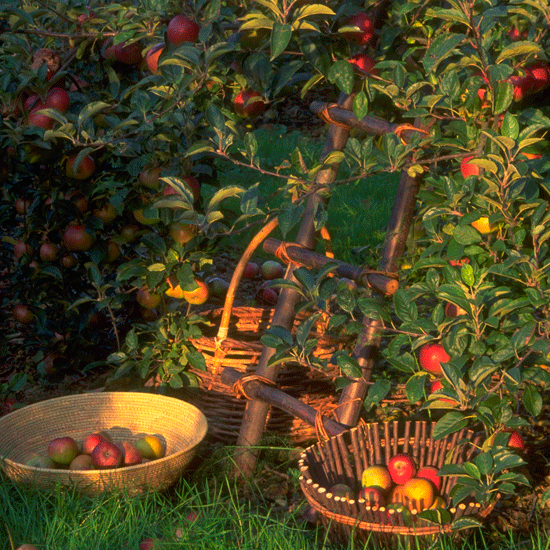 Harvest early apples Gardening calendar September housetohome.co.uk