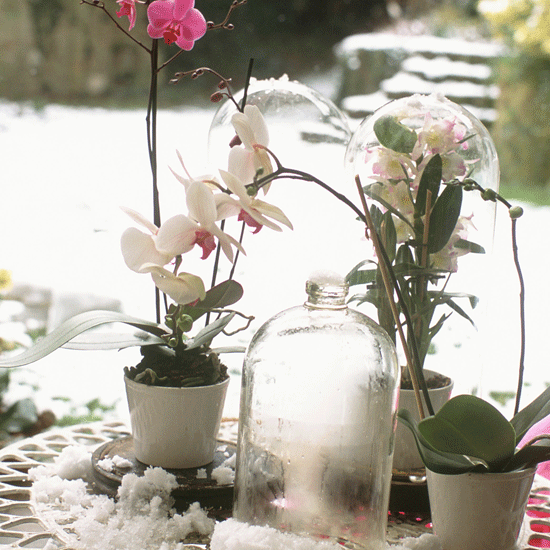 Plant now for Christmas Christmasorchids | September gardening jobs | Homes & Gardens | House to Home