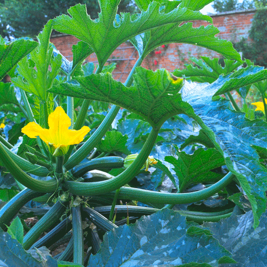 In the kitchen garden Courgettes | September gardening jobs | Homes & Gardens | House to Home
