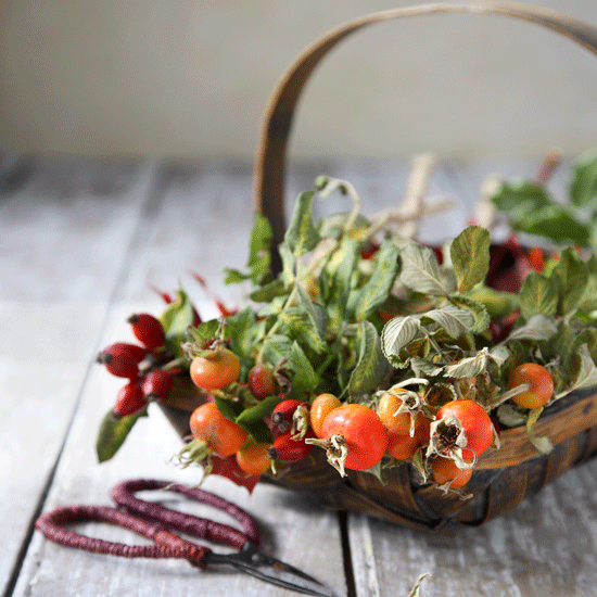 Clip, cut back and use foliage Hips and haws | September gardening jobs | Homes & Gardens | House to Home