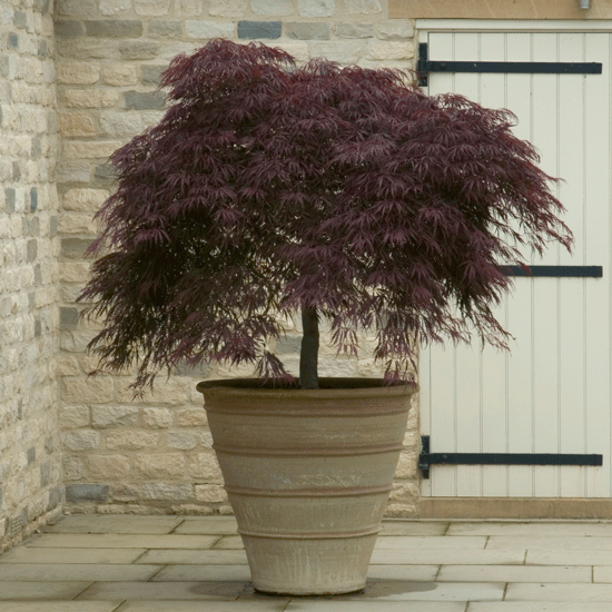 Order small ornamental bare root trees Ornamental acer | September gardening jobs | Homes & Gardens | House to Home