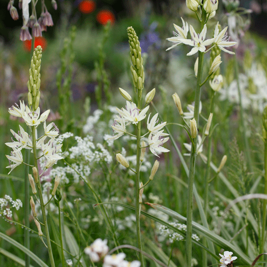 Sow and plant now for colour and healthy plants next spring Spring flowers | September gardening jobs | Homes & Gardens | House to Home