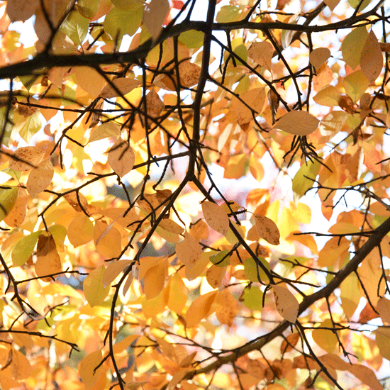 Small ornamental trees to plant this winter Ornamentals | September garden jobs | Homes & Gardens | House to Home