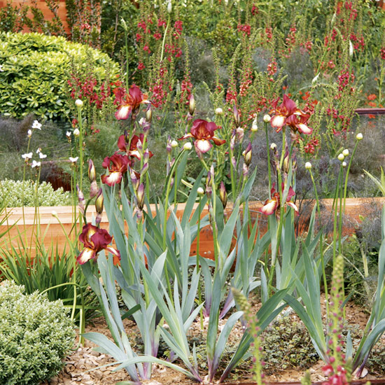 Bearded irises such as 'Kent Pride' is available to buy throughout autumn