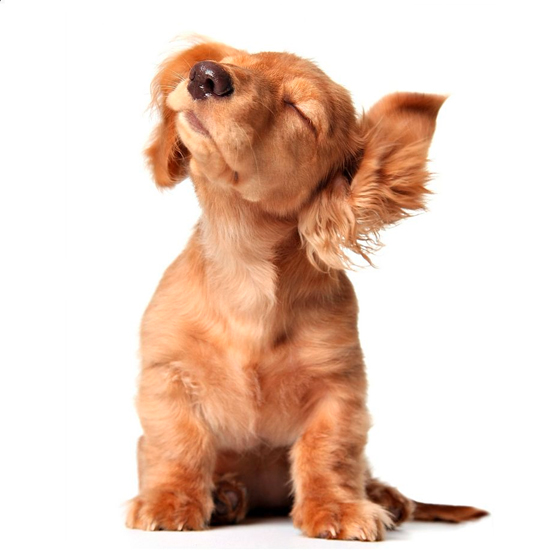 Christmas gifts for pets - 10 of the best for 2012