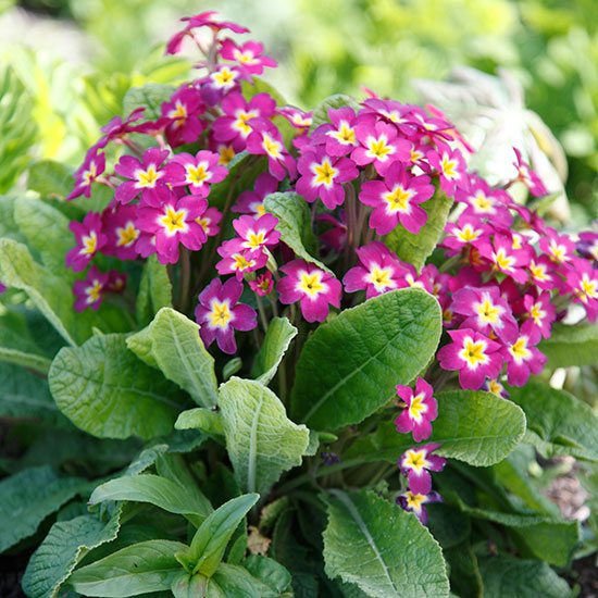In season: primulas