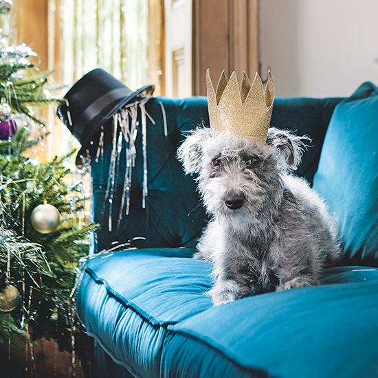 Dozing dogs - 10 of the best