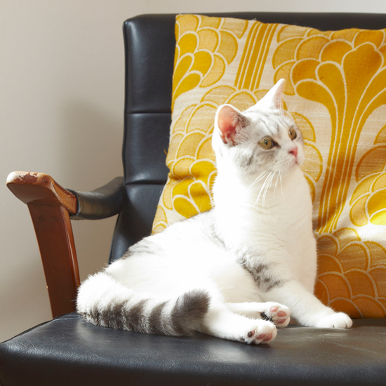 Cuddly cats - 20 of the best