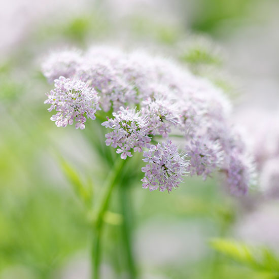 In season: umbellifers
