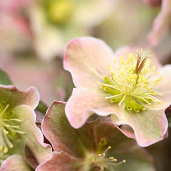 how to divide hellebores in season hellebores housetohome co uk how to divide hellebores in season hellebores housetohome co uk